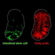 Verzi Lab: Intestinal Stem Cell Genes May Link Dietary Fat and Colon Cancer